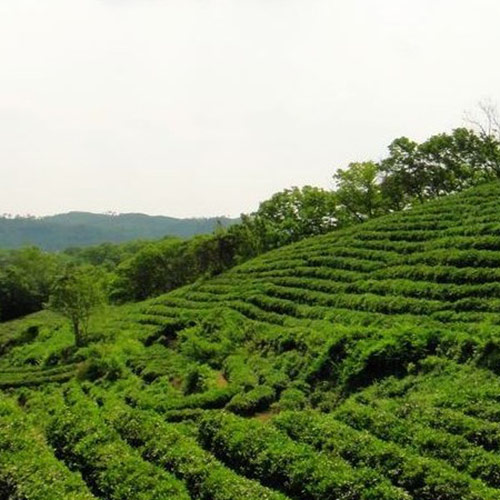 茶园基地