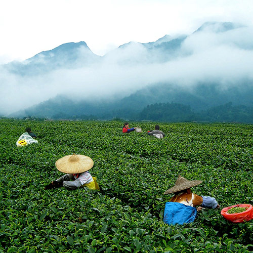 茶园基地